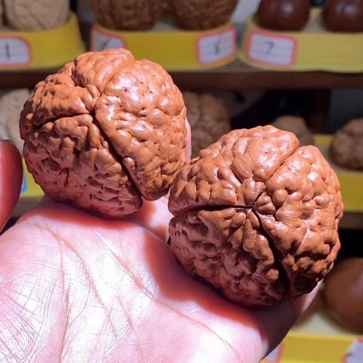 野生三班脑纹大金刚4951