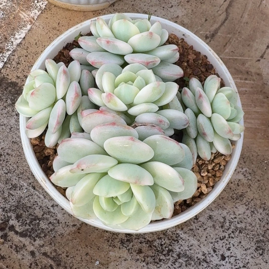 香草群生一物一拍