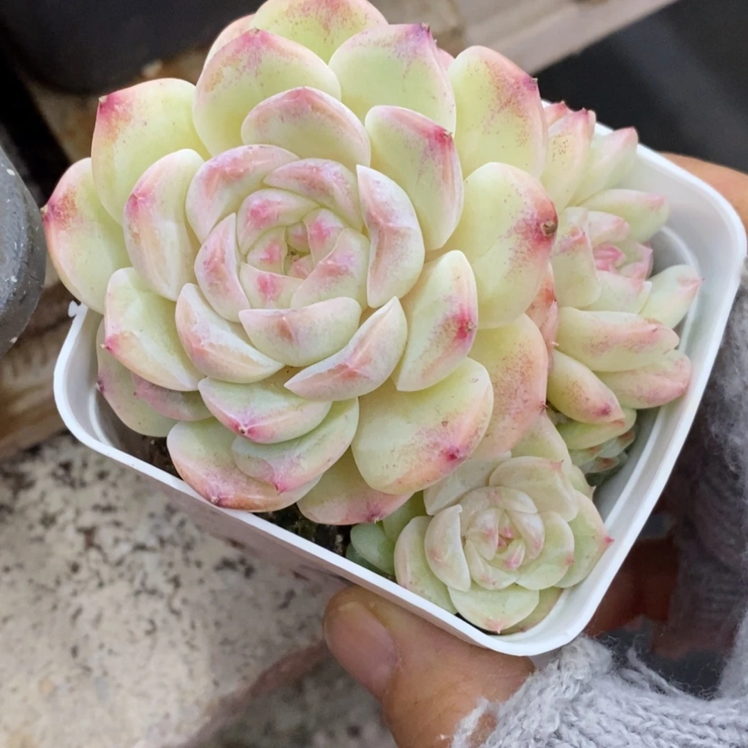 精品多肉一物一拍不包整272