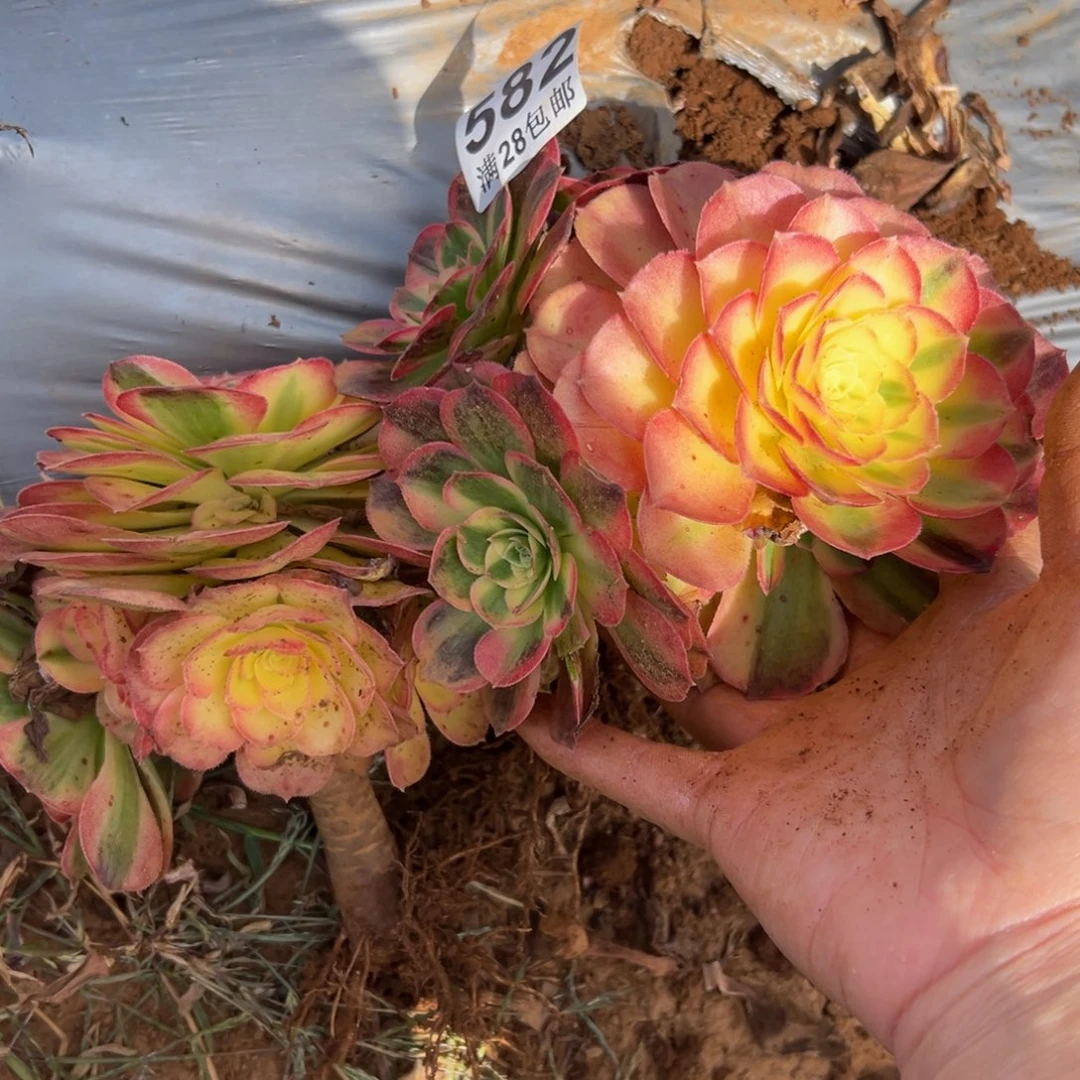 多肉植物582有一颗无根