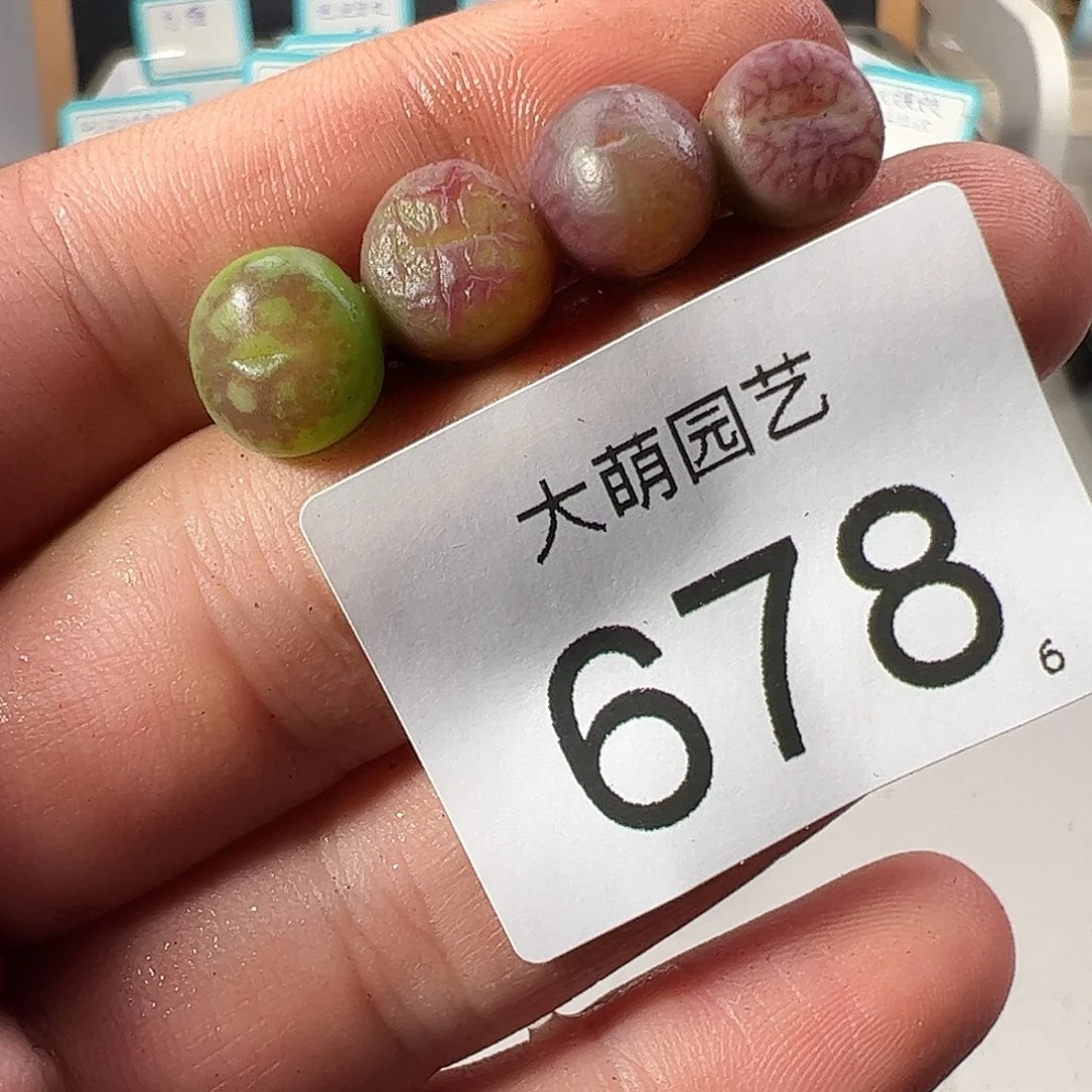 0000678 一物一拍……