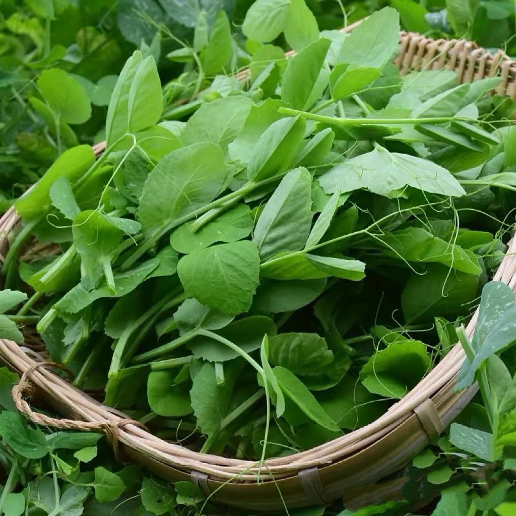 顺丰冷链坏单包赔贵州高山新鲜豌豆尖豆苗鲜嫩蔬菜