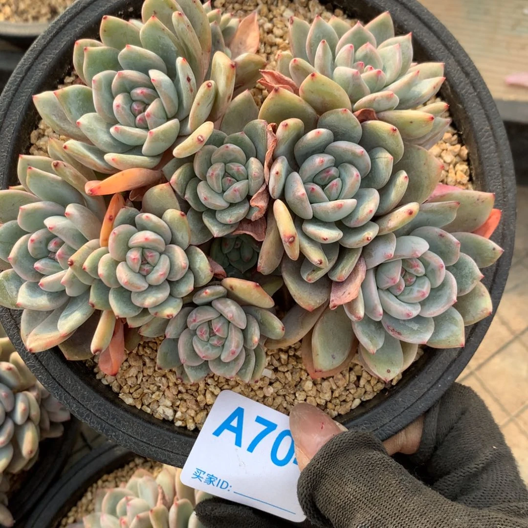 吃****?A704售后范围：签收起7天内，录开箱视频