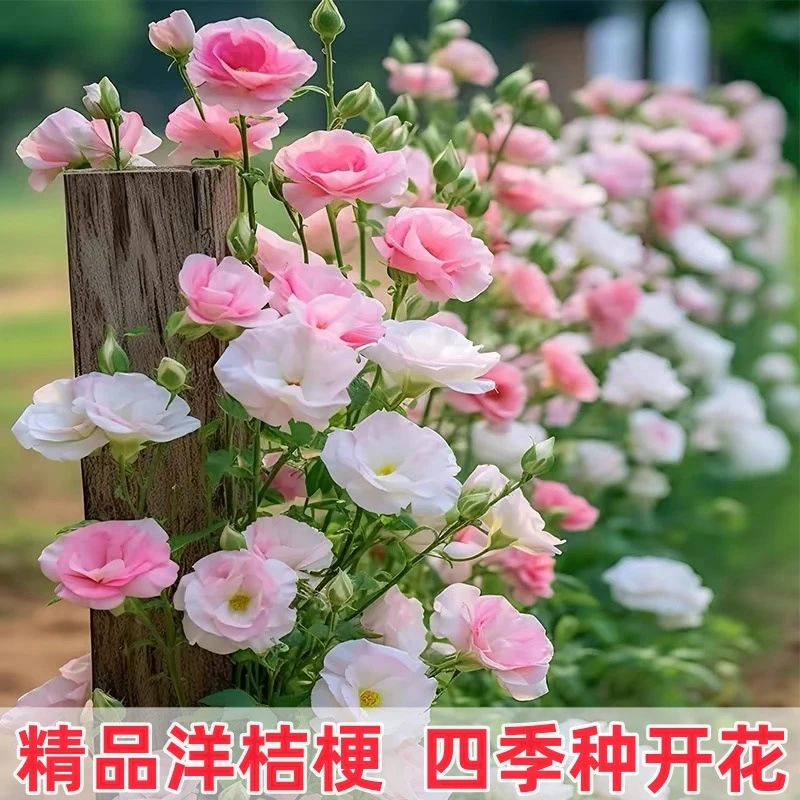 【新疆包邮】洋桔梗四季播种开花易活盆栽花卉庭院室外花种籽