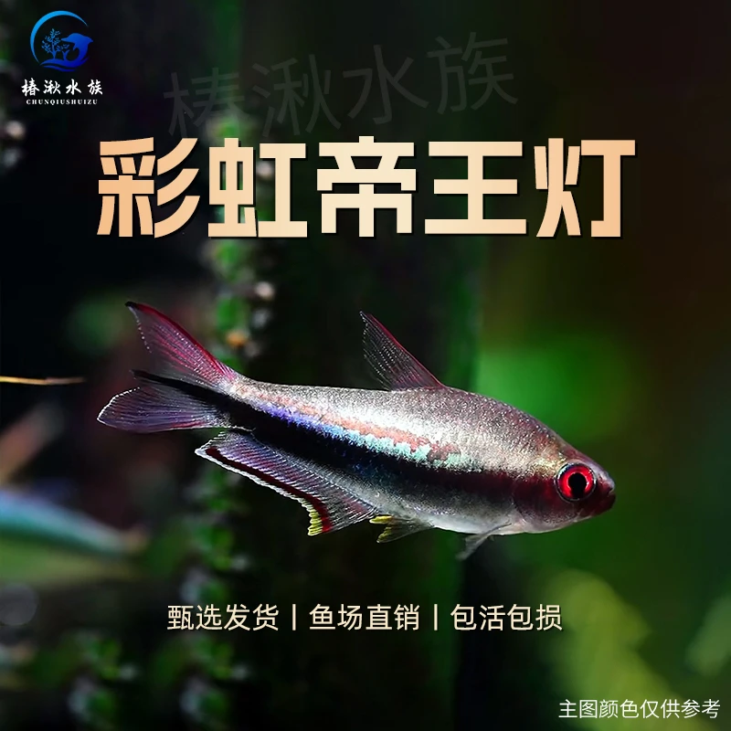 【椿湫水族】彩虹帝王灯鱼