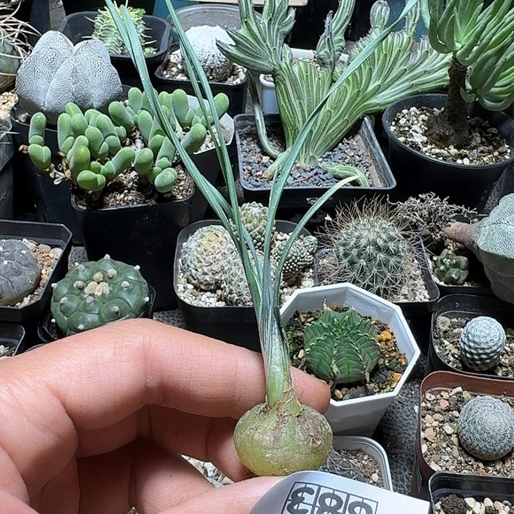 683硬叶弹簧草脱土发货