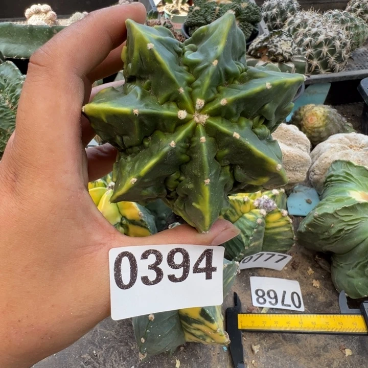 核桃仙人球394号