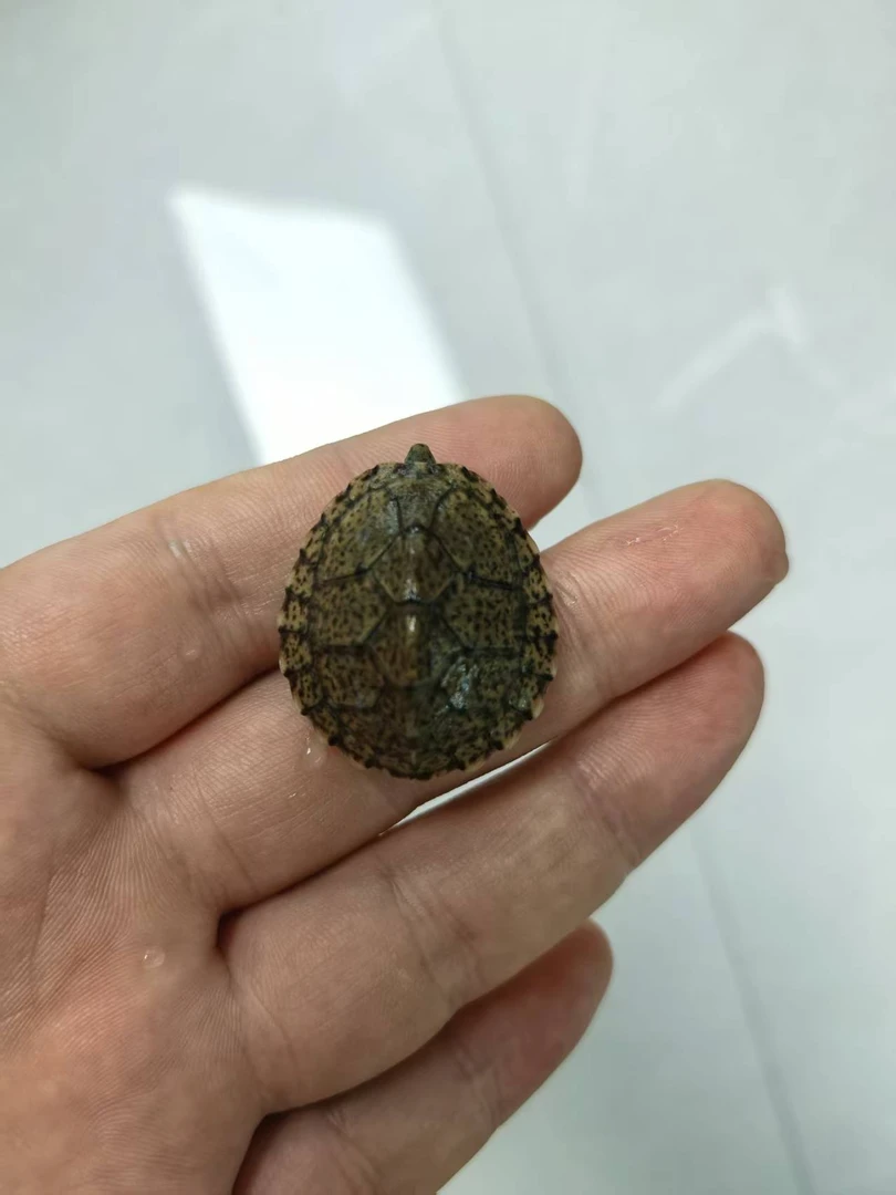剃刀头苗，精品剃刀满背满头