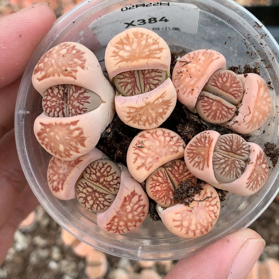 胖****1X384多肉植物保护