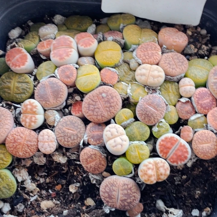 199彩混带盆llllllll