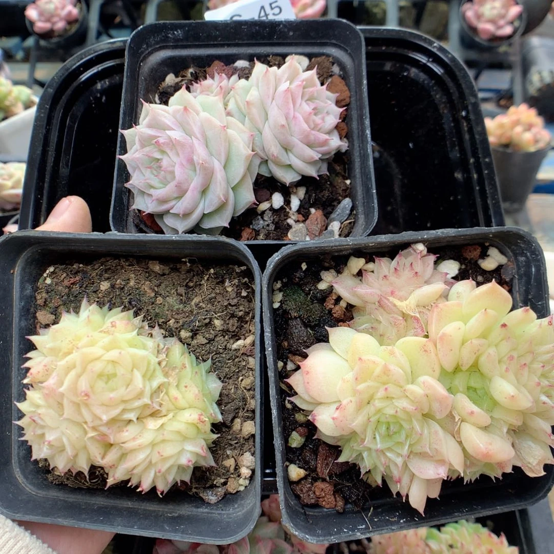 牙*G45 ，柿子多肉20包邮两天凑单