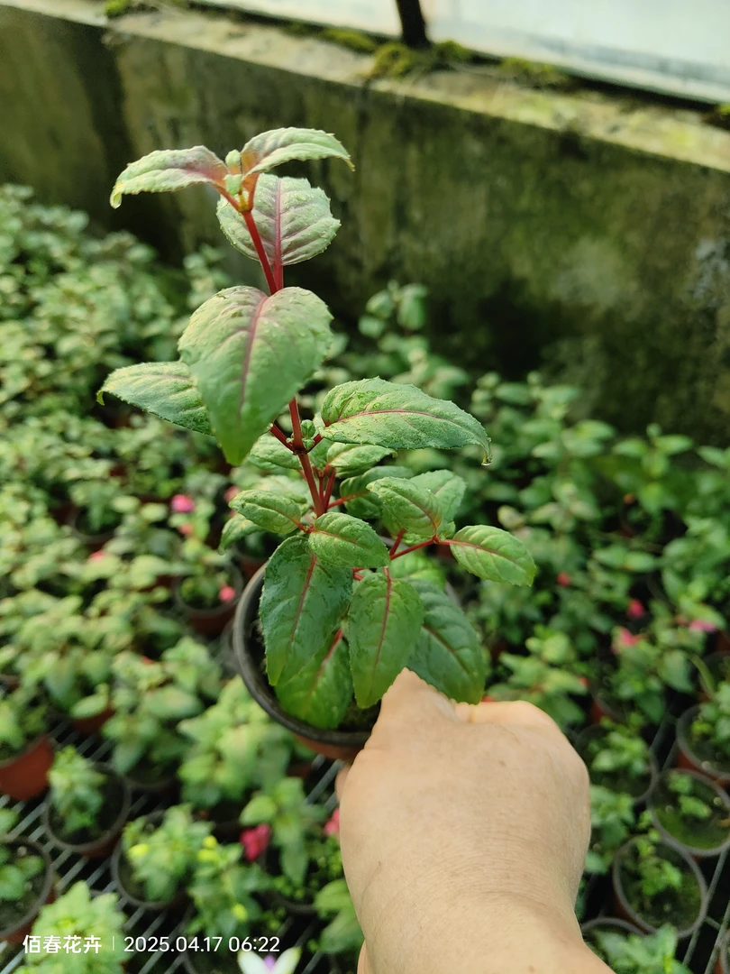 灯笼花盆栽紫牡丹耐寒耐热阳台四季开花植物一盆包邮新疆不包邮