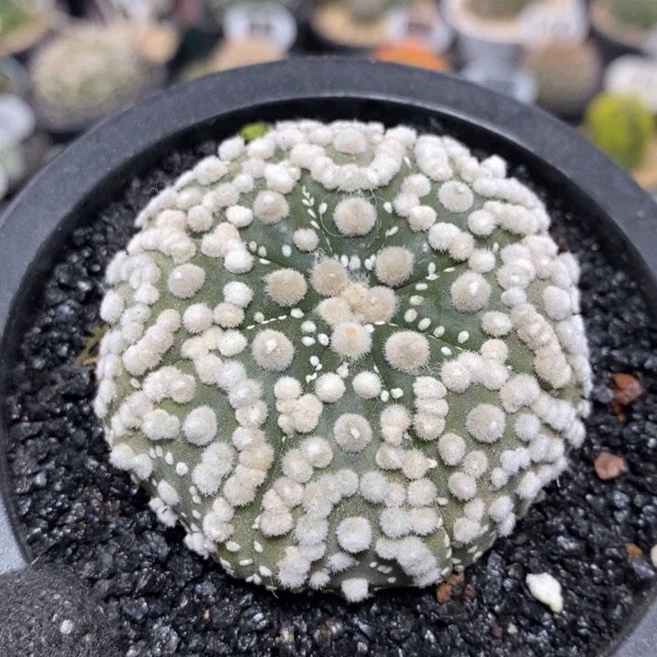 实生花园兜235号5.6cm