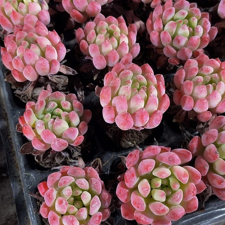 小蓝苹果1.5带土发