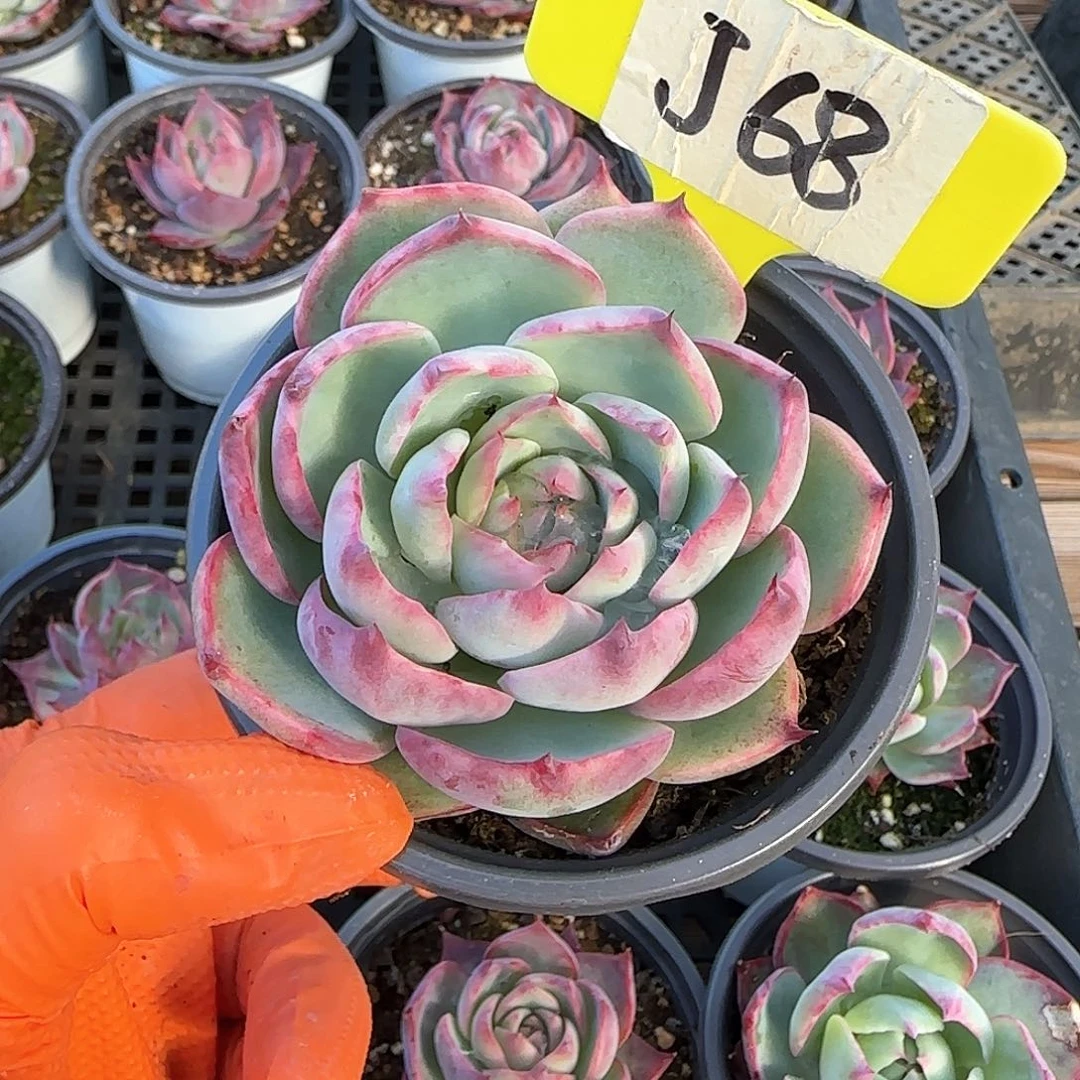 の*沫J68惊鸿单头多肉