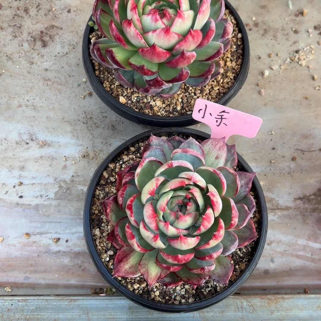 小***学惊鸿仙子小余姐的