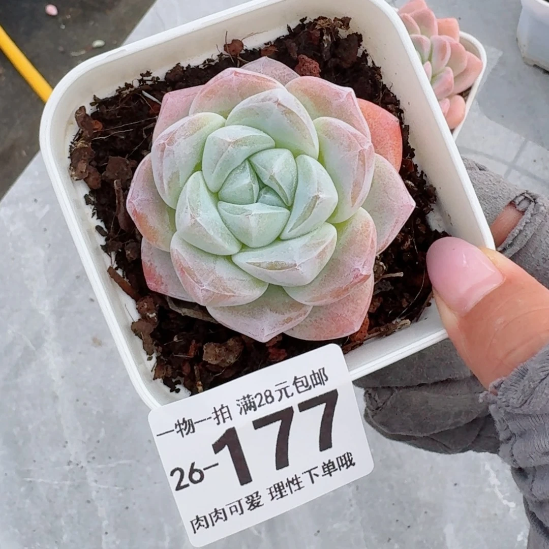 冰玉无盆土发货无盆土发货无