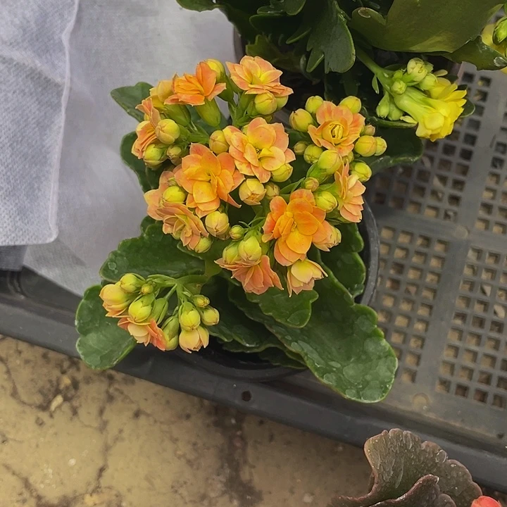 桔色长寿花5.8带哦土发