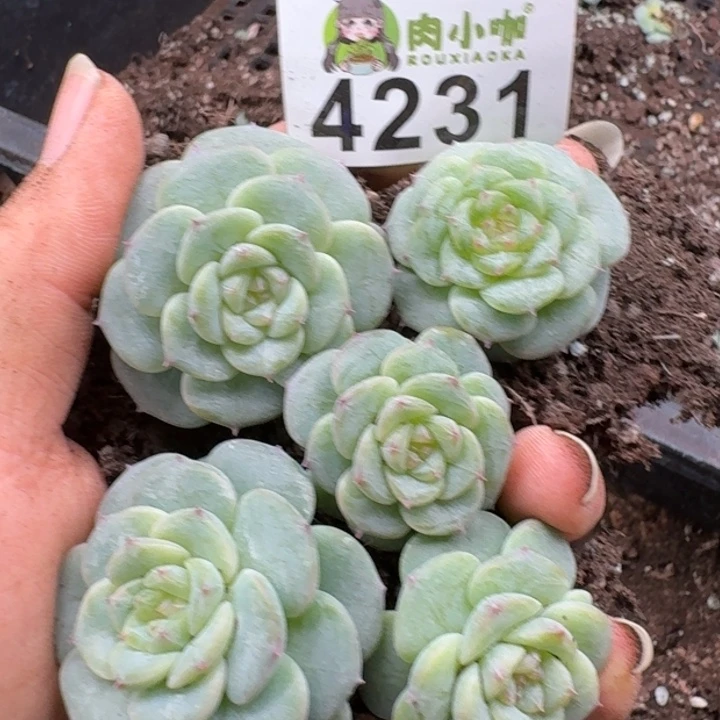 多肉植物多肉植物