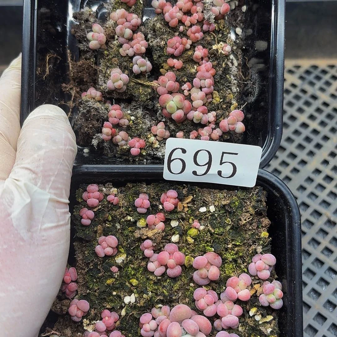 多肉植物多肉植物695