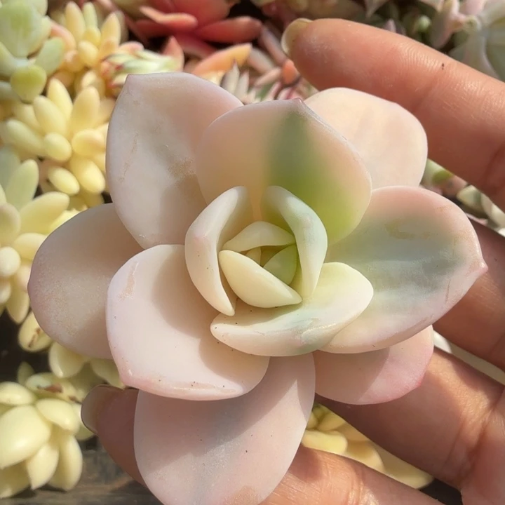 无替品 奶茶锦 无根潜力股