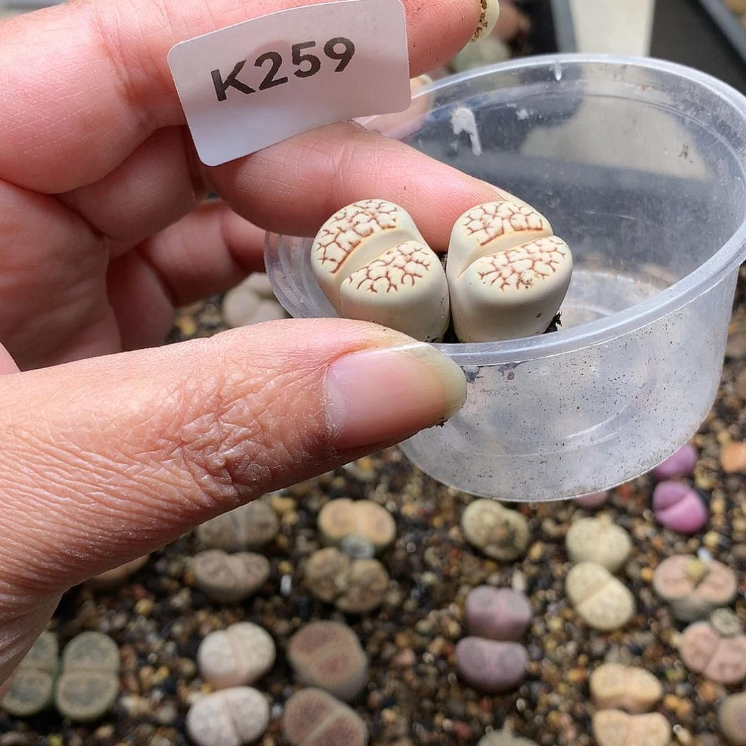 静*K259多肉植物保护