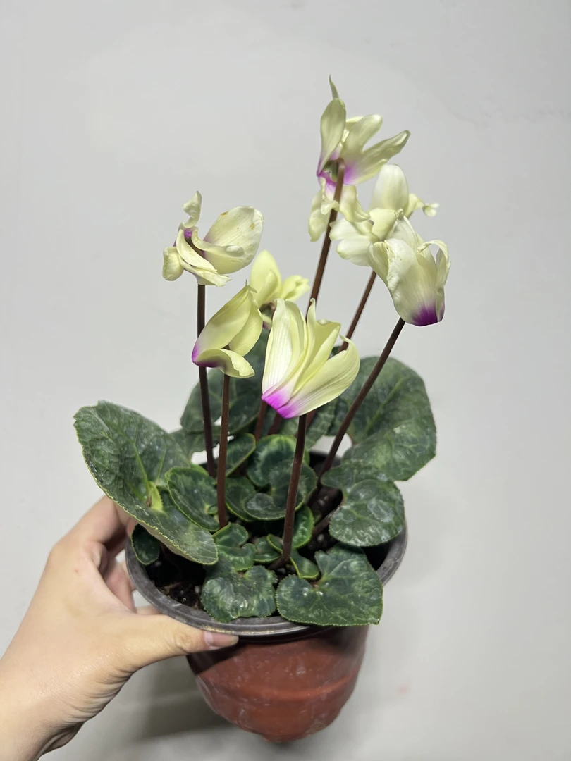 【花朵朵】黄色仙客来