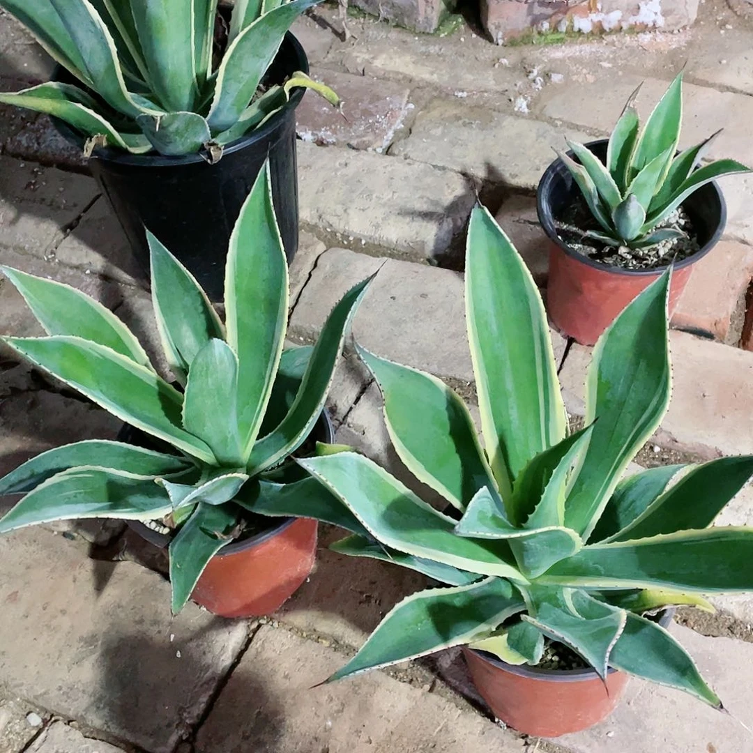 凯尔特龙舌兰包邮