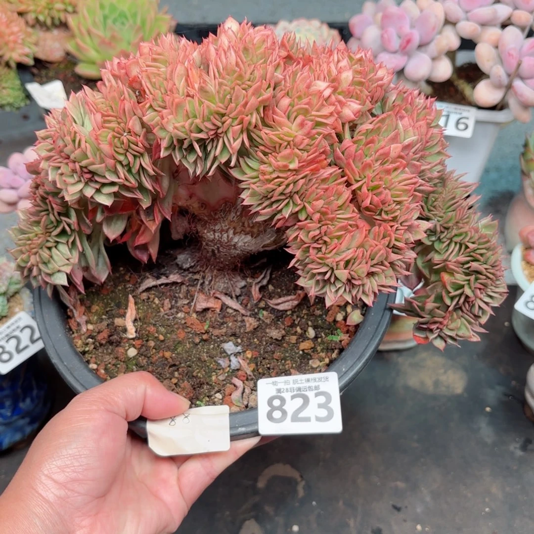 红玉缀无盆土发货