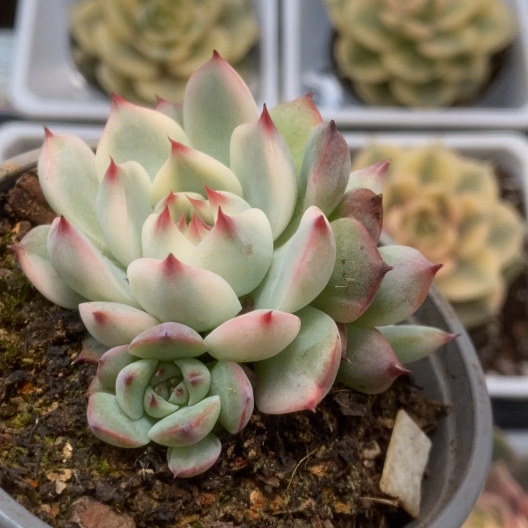 019锦锦锦锦锦锦锦锦锦