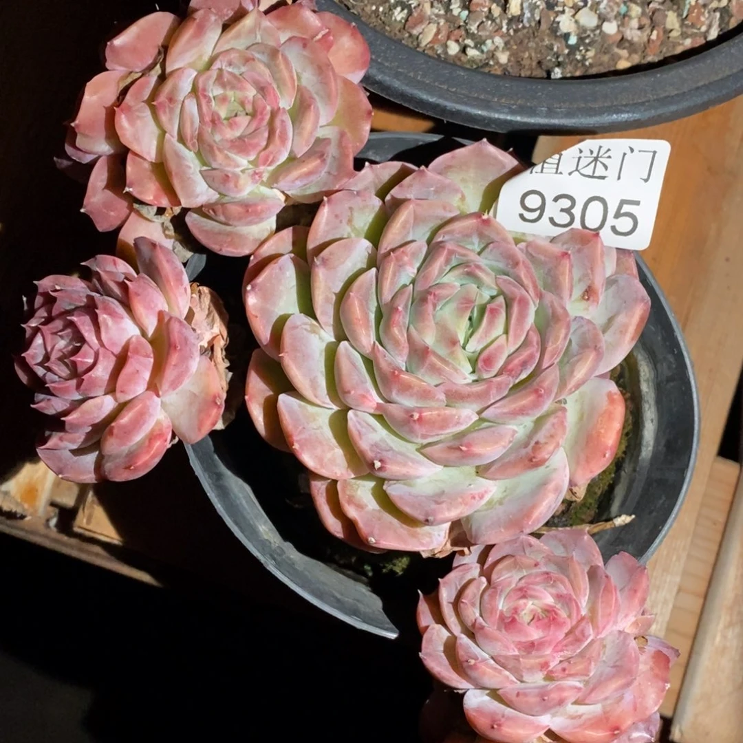 夏****带盆土发货~不包~9305~15厘米