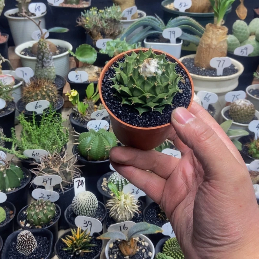 实生帝冠一物一拍