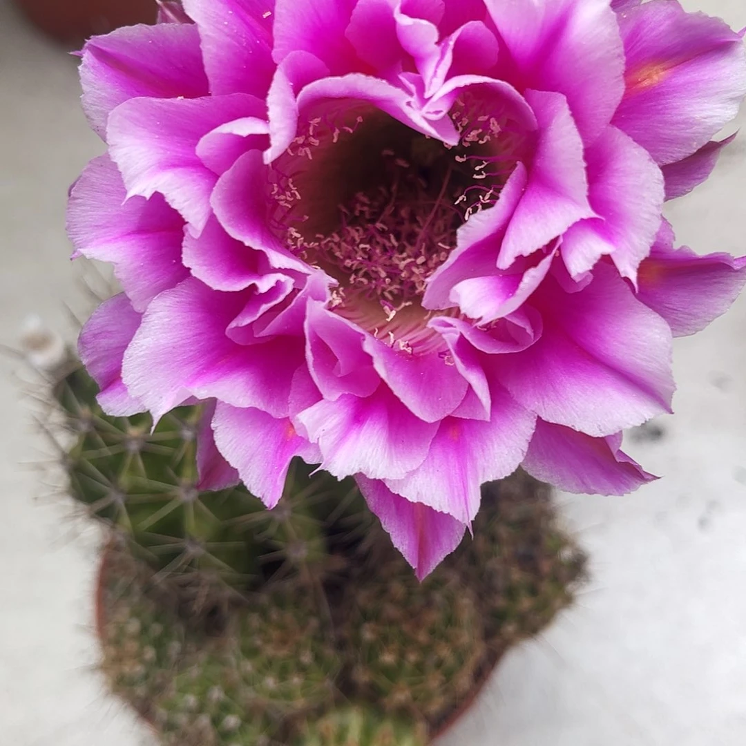 彩草香香2号测芽2公分左右