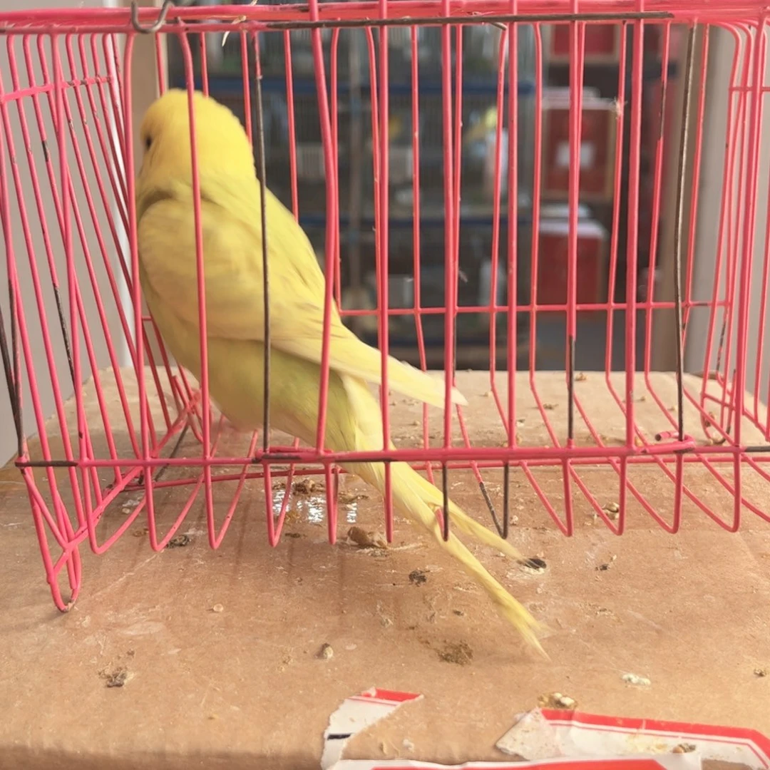 虎皮鹦鹉我的小姐姐们
