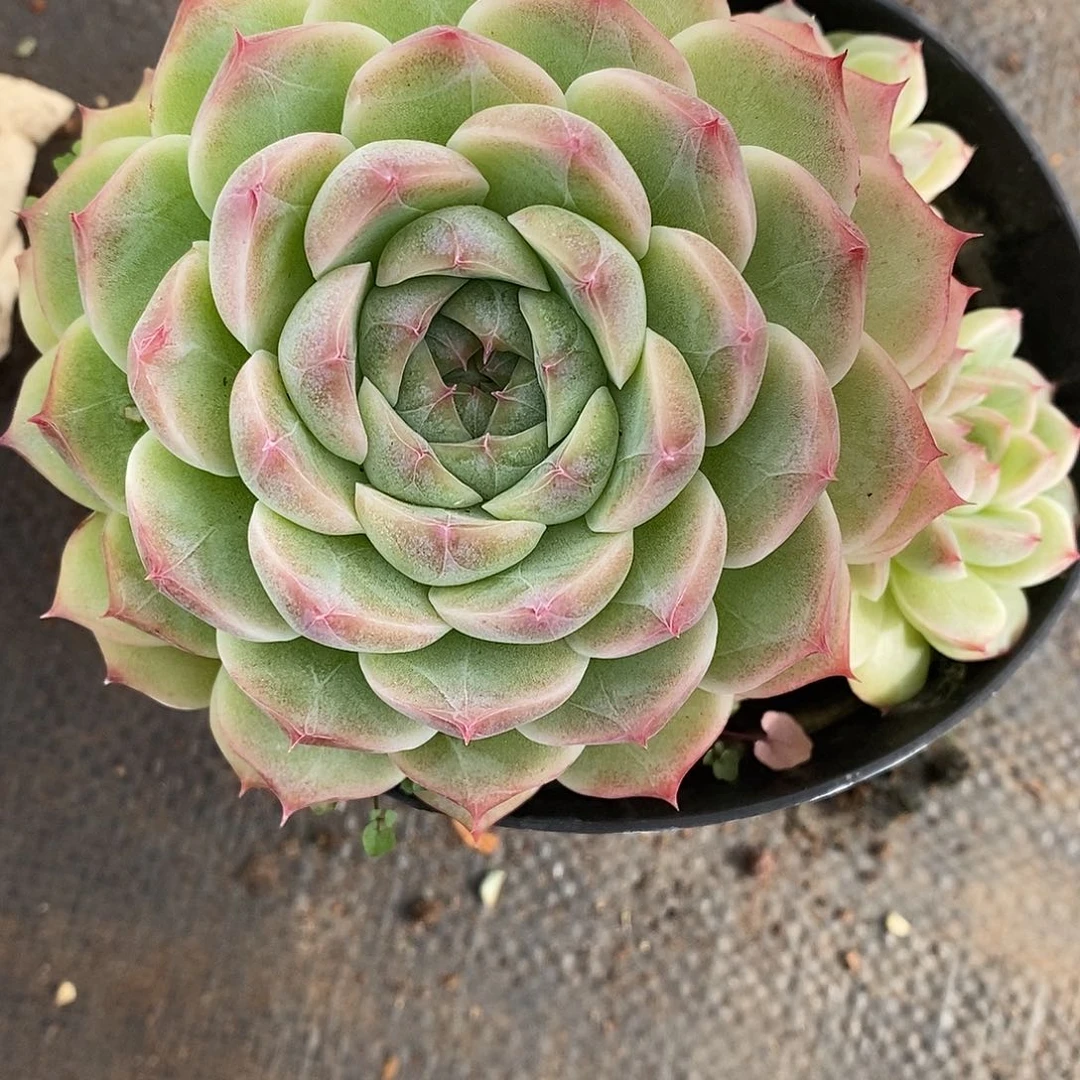 白***天3224散群掉头不售后～11厘米