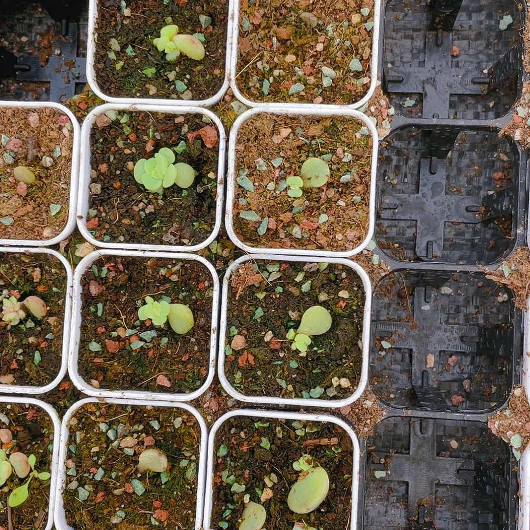 荔枝芝麻苗盆一个满25包邮