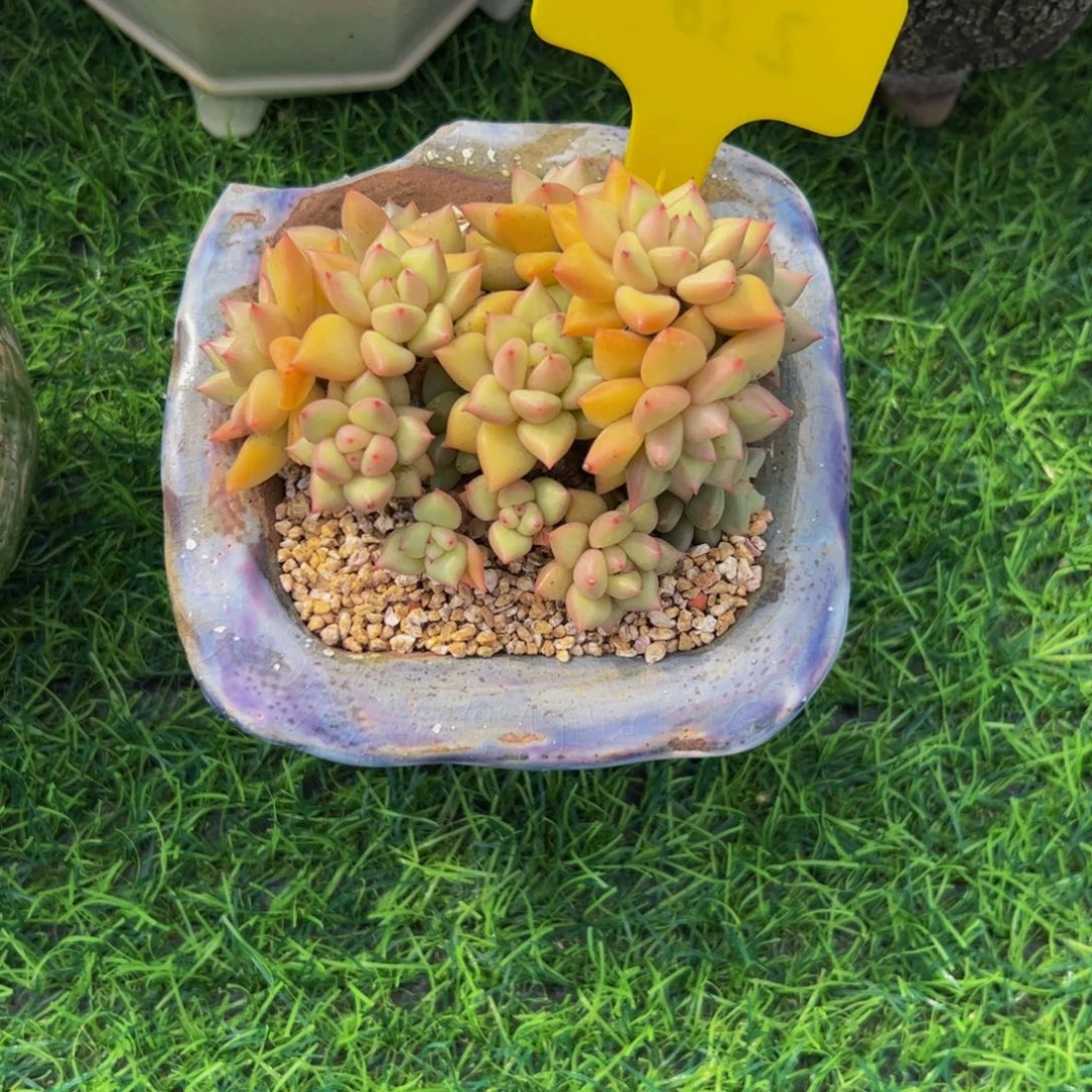 *****黄金象牙小老桩多肉植物