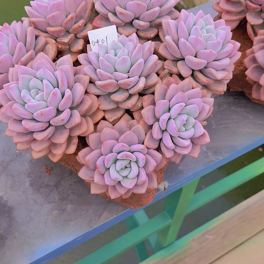 浅***光0401奥普带盆多肉植物