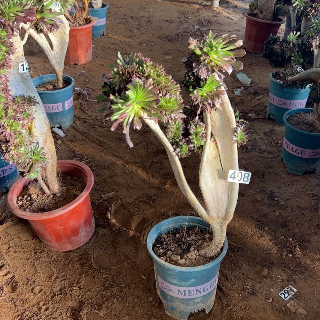 黑缀408高度40厘米