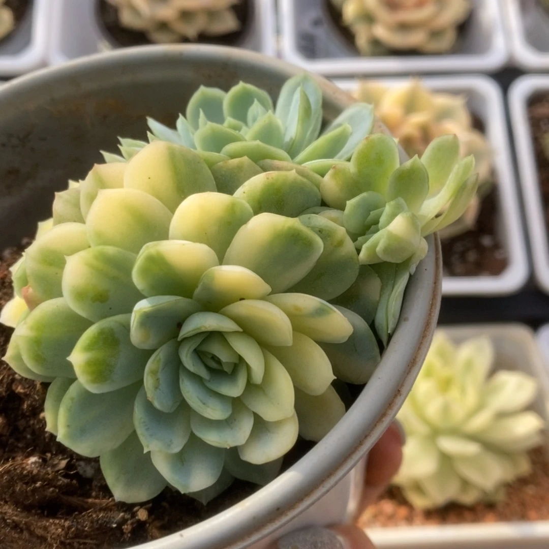 260草莓冰锦锦锦锦锦锦锦