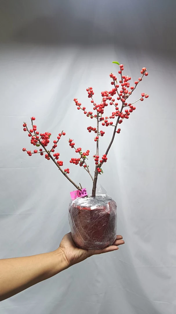 北美冬青盆栽耐寒耐旱红果年宵花花卉绿植