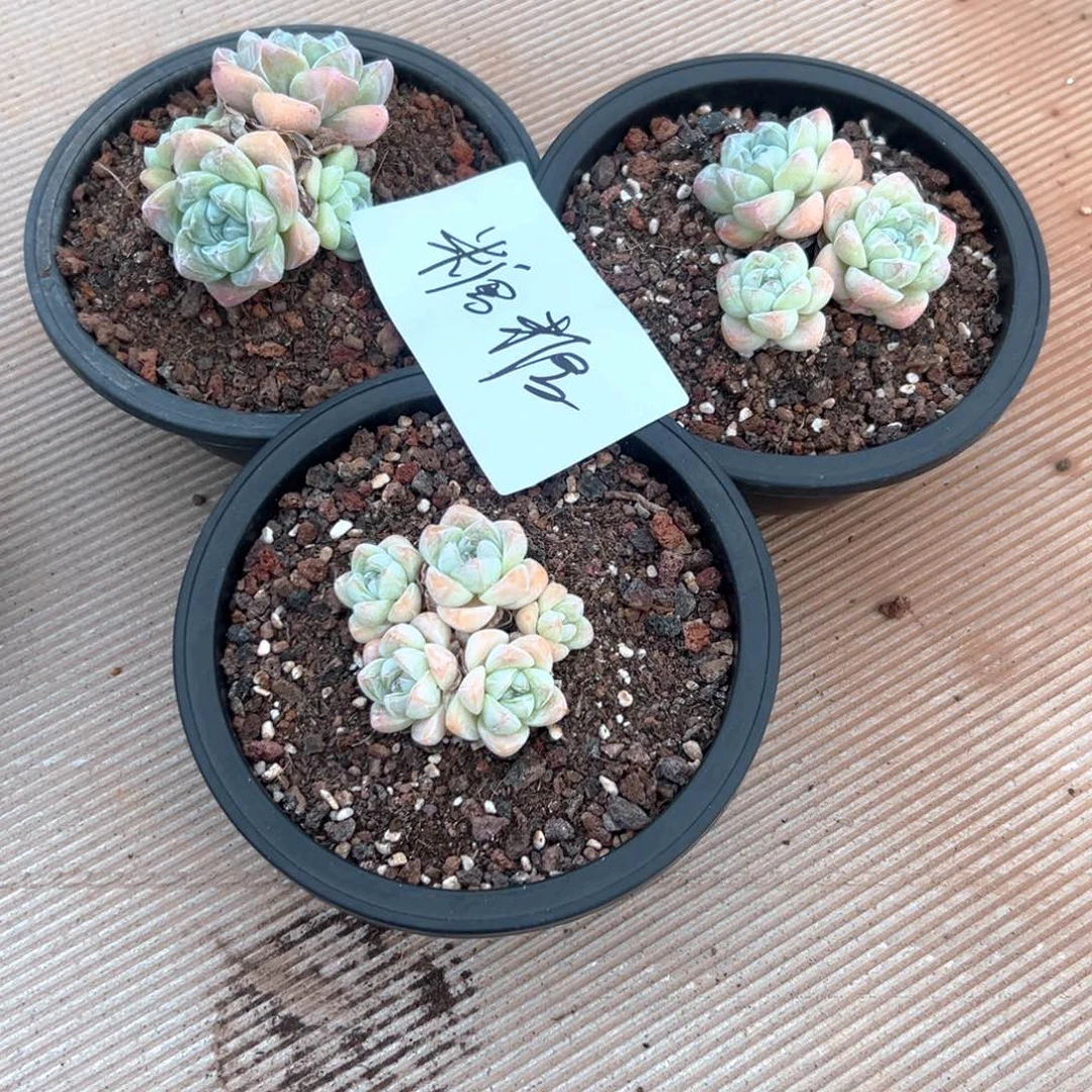 糖**儿糖糖 一物一拍