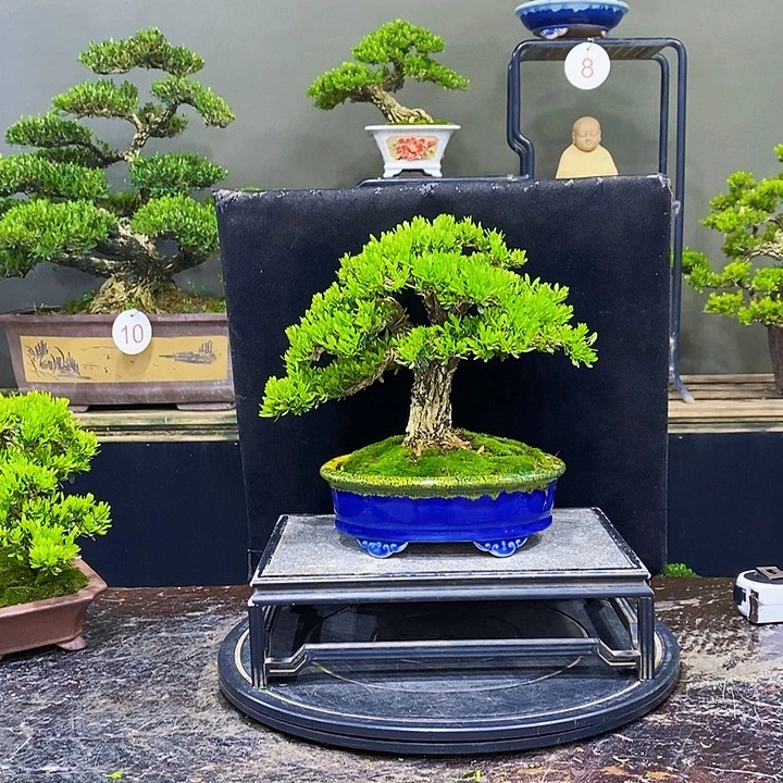 无花朵黄杨盆景四季常青