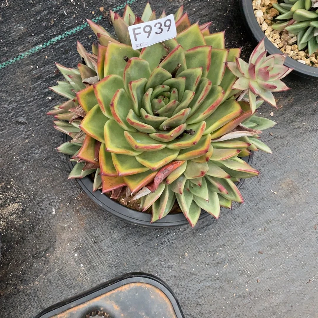 若如东云单拍F939