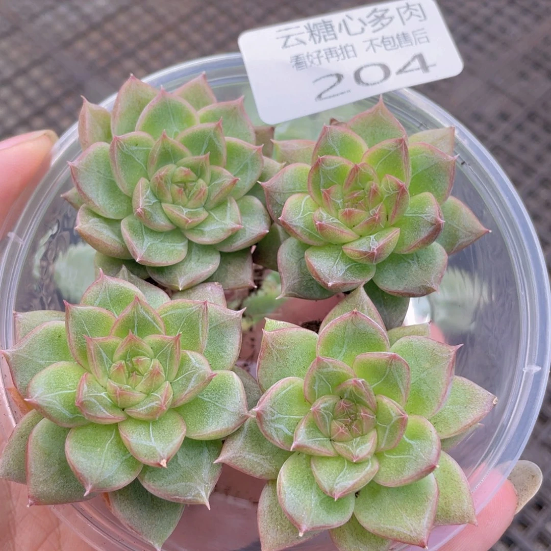 云糖心多肉植物204