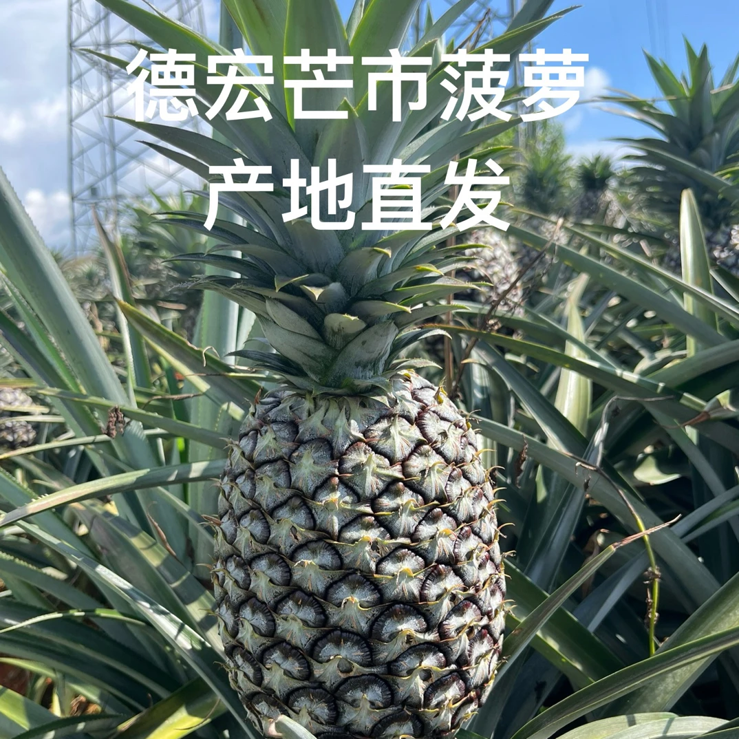 菠萝德宏产地直发