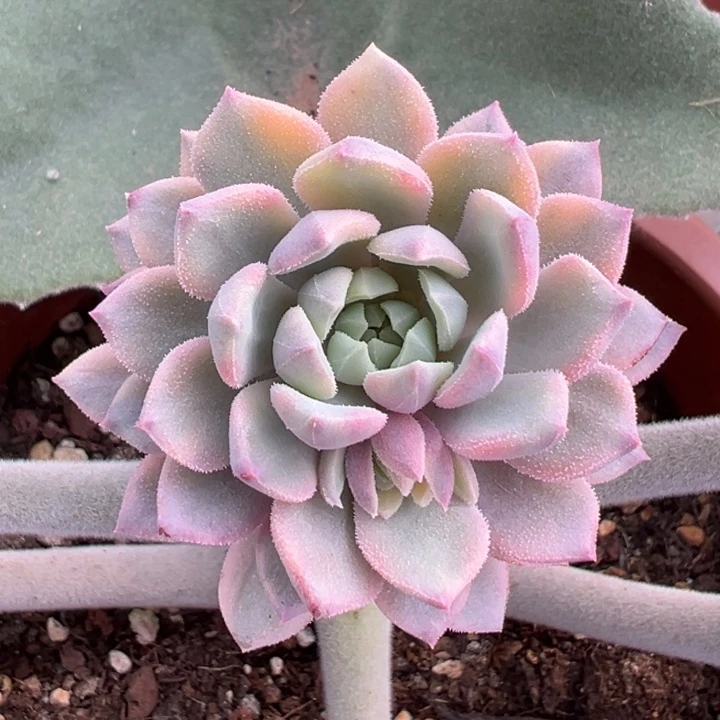 莱恩小精灵锦群生一物一拍