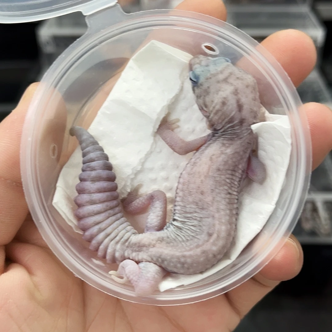 幽灵奥利奥无问 弟弟