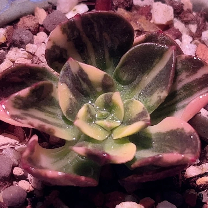 尚品福利巧克力方砖锦头盖