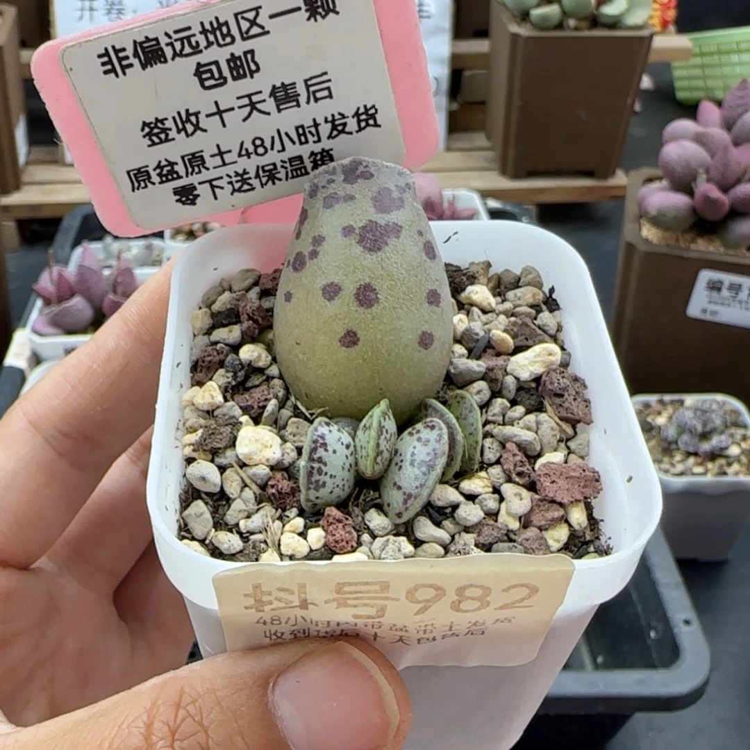 982丸叶海报多肉